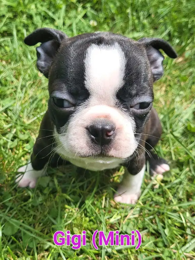 boston terrier puppies in Dogs & Puppies for Rehoming in Gatineau - Image 5