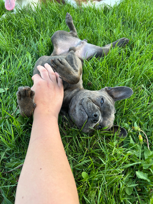 7 month old Frenchton in Dogs & Puppies for Rehoming in Saskatoon - Image 3