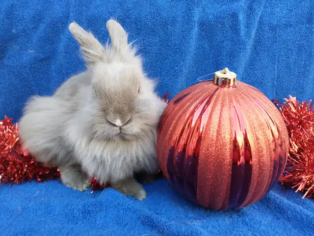 EXTRAORDINARY HOLLAND LOP BABY DWARF BUNNY RABBITS in Small Animals for Rehoming in Ottawa - Image 11