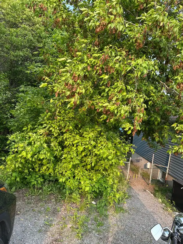 ALL SNOW - SPRING/SUMMER/FALL LAWN CUTS in Snow Removal & Property Maintenance in North Bay - Image 10