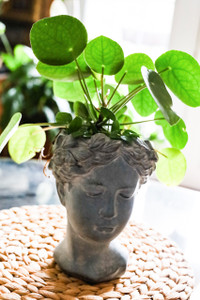 Pilea Plant with elegant plaster head