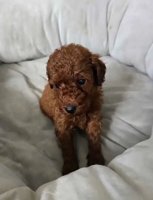 Dark Red Miniature Poodles in Dogs & Puppies for Rehoming in City of Toronto - Image 11