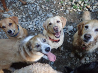 Dog Walking Nanaimo to Parksville, Pet Sitting & Puppy Care