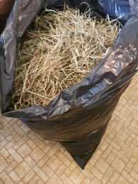 Hay Timothy alfalfa  mix bagged hay. 