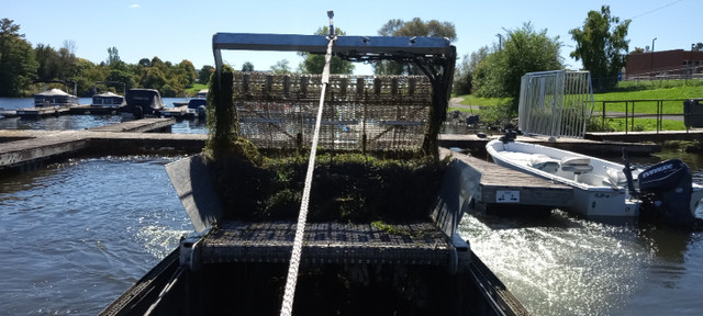 Aquatic Weed Removal in Other in Kingston - Image 3