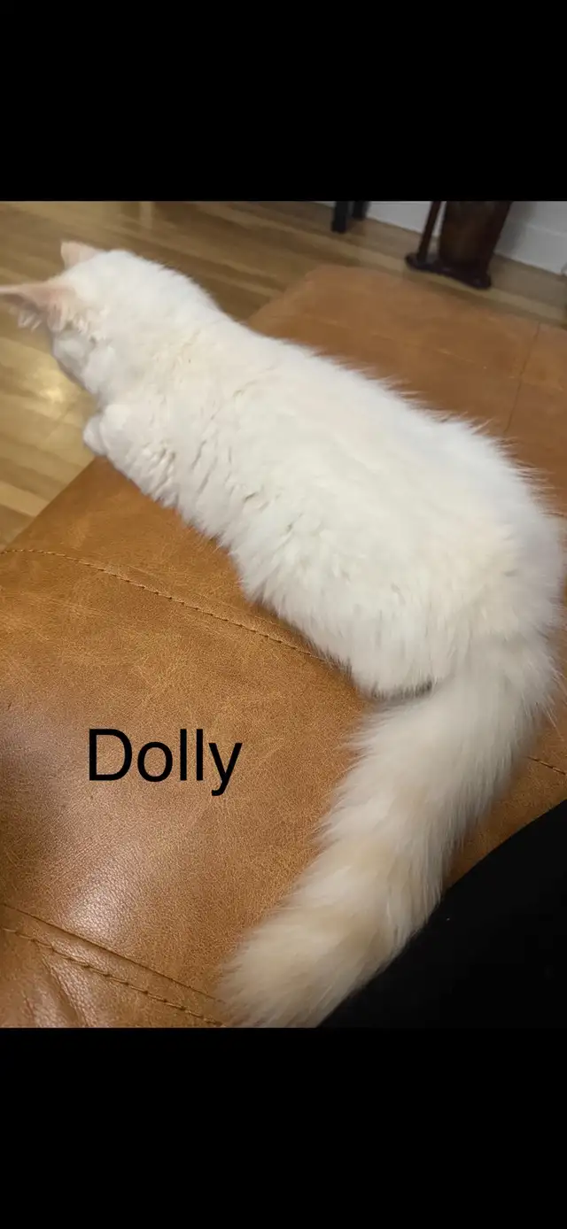 Chatte Ragdoll à adopter