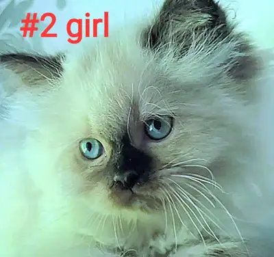 Perfect purebred Himalayan kittens available, View more