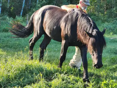 black stallion , Voir plus