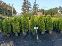 Emerald Cedar Trees(Potted) (5 - 6') Sale