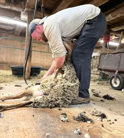Sheep shearing alpaca and llama, View more