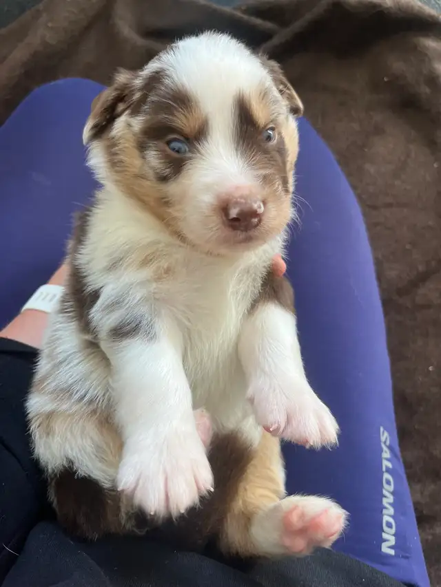 Beautiful purebred Australian Shepherd Spring break puppies. in Dogs & Puppies for Rehoming in Chilliwack - Image 8