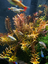 Aquarium Plant bundles 