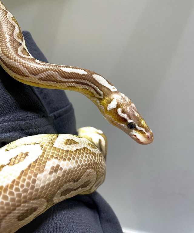 ball python rehoming  in Reptiles & Amphibians for Rehoming in Abbotsford