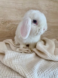 purebred holland lop bunny  Oakville / Halton Region Toronto (GTA) Preview