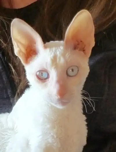 Cornish Rex Kittens, Registered, from Champion Lines, View more