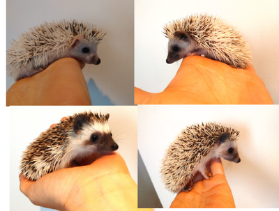 ♥Baby boy hedgehogs! Delivery habitats inclusions -->, View more