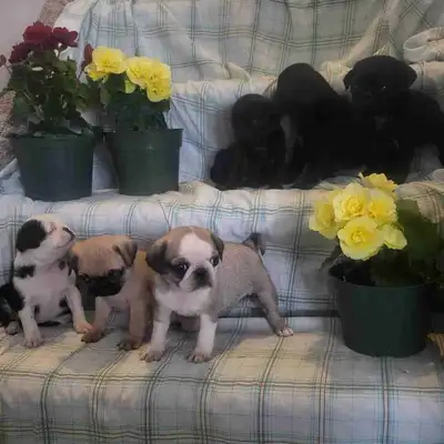Hi we have had a beautiful litter of pug puppies , there are 6 of them available to choose from , th...