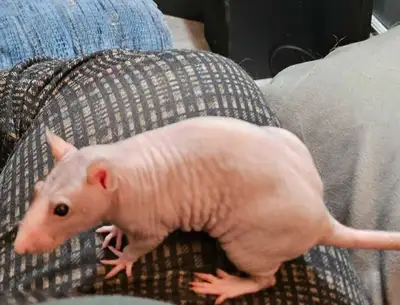 2 Female Young rats + cage and accessories , View more