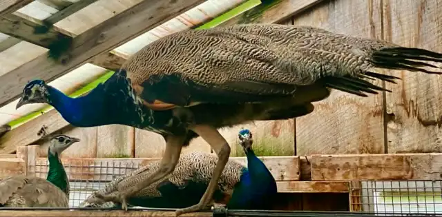 India Blue peafowl  pairs, yearlings in Livestock in Norfolk County - Image 3