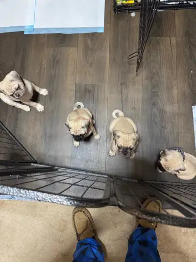 Pug puppies, View more