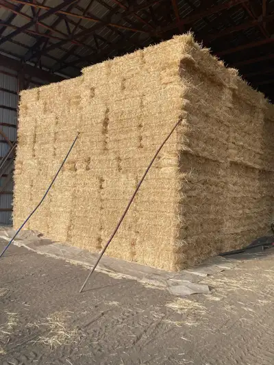 small square wheat straw bales. Dry, clean, long straw from a conventional combine. Bales are tight...