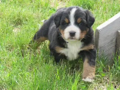 Big Beautiful Bernese Mtn Puppies, View more