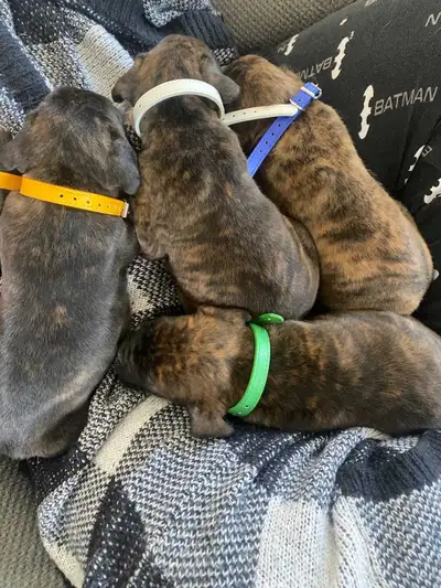 6 week boxer puppies ready for their forever homes. White collar is female and other two are male. B...