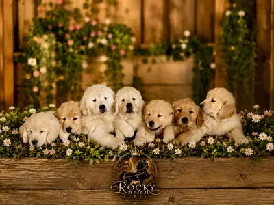 CKC Golden Retriever Puppies, View more