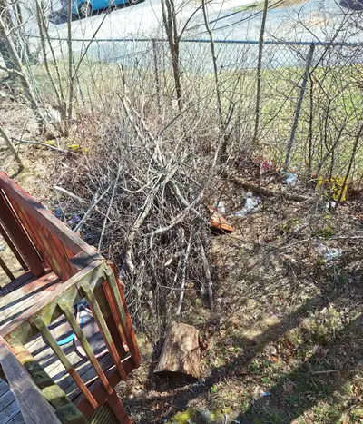 Lots of Fallen Branches, View more