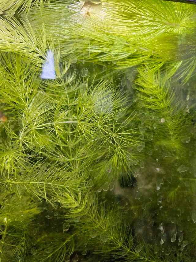 Aquatic Plant - Hornwort in Fish for Rehoming in Oshawa / Durham Region
