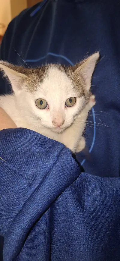 2 barn kittens left. Gentle mom. Kittens have been held by us, but live in barn (not house). One is...