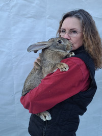 Available - Continental x Flemish giant rabbit -free del