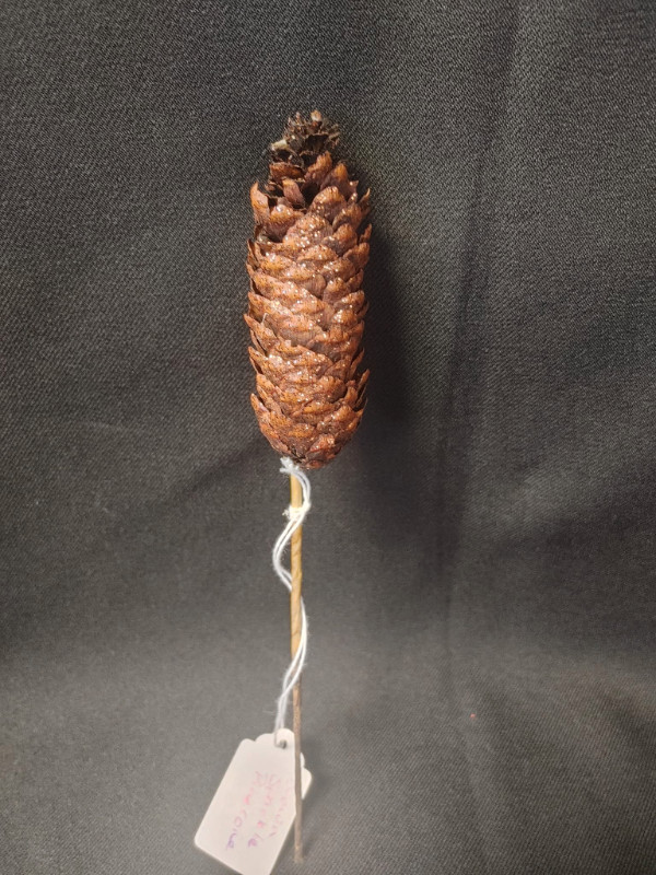 Brown Sparkle Pinecone on Stick in Hobbies & Crafts in Woodstock