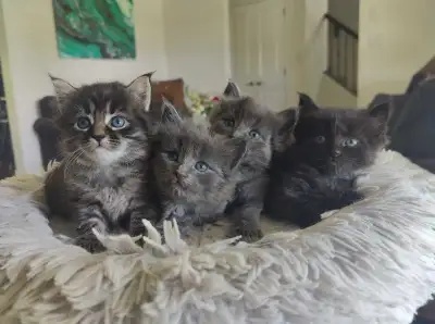 Maine Coon Balinese Kittens, View more