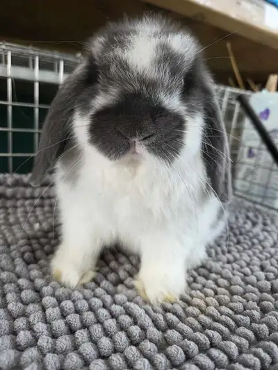 sweet pedigreed holland lop buck, View more