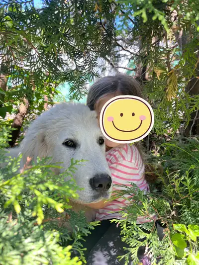 Great Pyrenees Male, View more