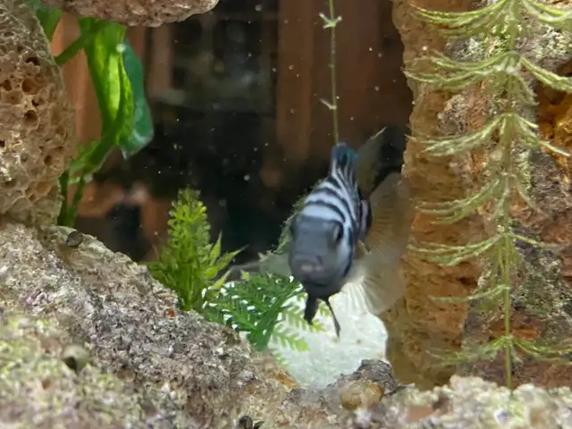 CONVICT CICHLIDS FRY - Pickering  in Fish for Rehoming in City of Toronto - Image 7