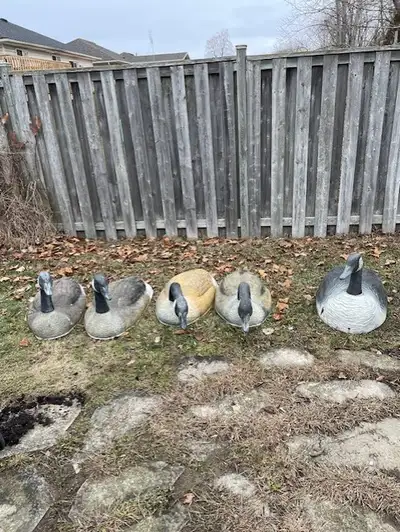 Canada Goose shell decoys, View more