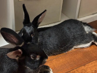Two 8 month bunnies