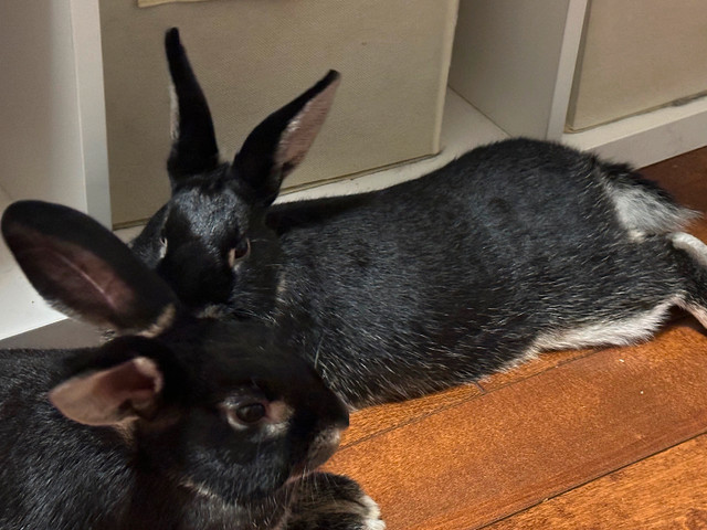 Two 8 month bunnies in Small Animals for Rehoming in St. Catharines