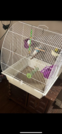 Budgies x5  and cage 