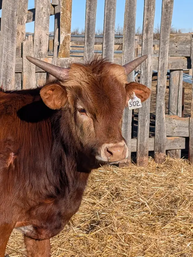 Texas Longhorn Bulls in Livestock in Moose Jaw - Image 5