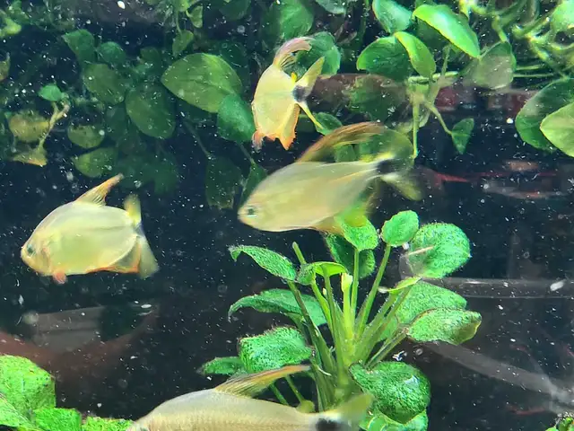 Raccoon tetra in Fish for Rehoming in Hamilton - Image 4