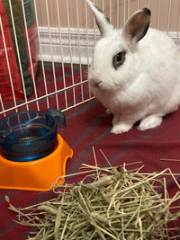Rabbit to a loving home