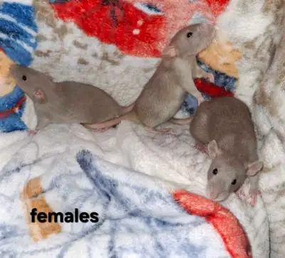 Three russian blue rats, all females.  , View more