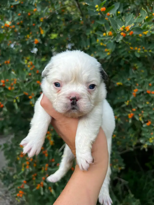French bulldog in Dogs & Puppies for Rehoming in Winnipeg - Image 10