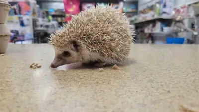 cinnamon hedgehog, View more