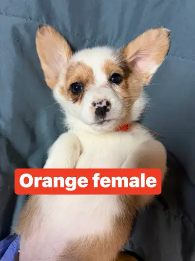 Corgi Ready to deliver by April 20th onwards Ready for deposits Very lovely and loves to cuddle This...