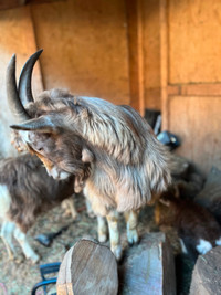 Toggenberg male goat for sale