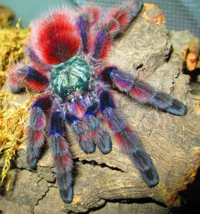 Antilles Pinktoe Tarantula (Caribena versicolor) for sale • Size: about 8 cm leg span • Healthy and...